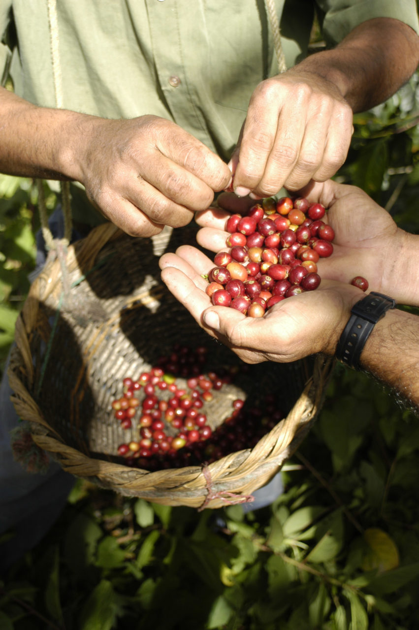 Koffiebessen plukken op de koffieplantage