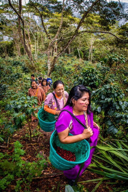 5 voordelen van bosaanplant op (Peruaanse) koffieplantages