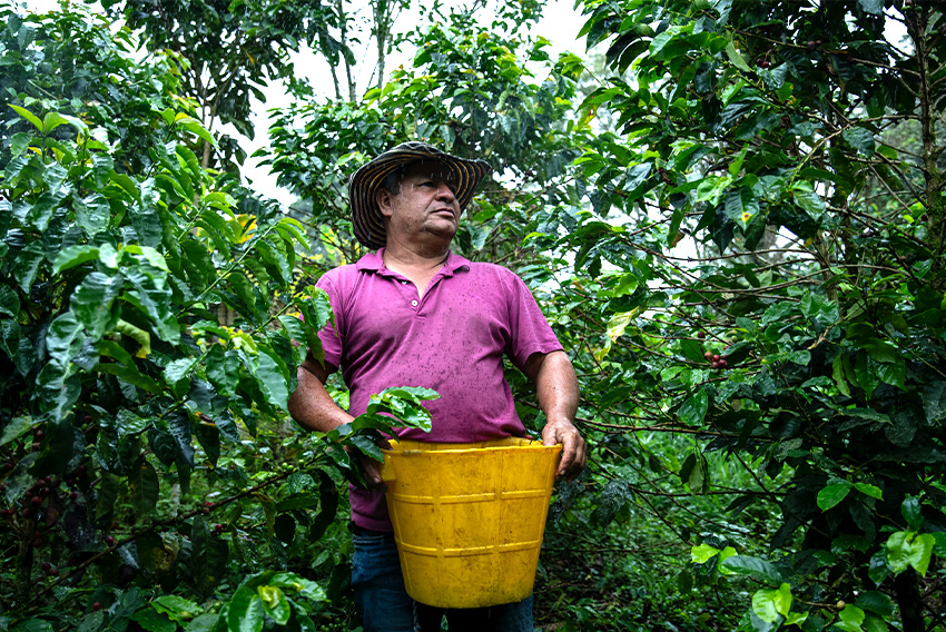 Colombia koffieplantage