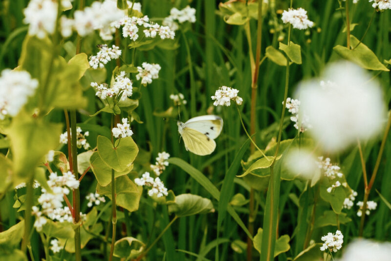 Wilder Land en Peeze maken biodiversiteitsimpact van Nederlandse thee meetbaar